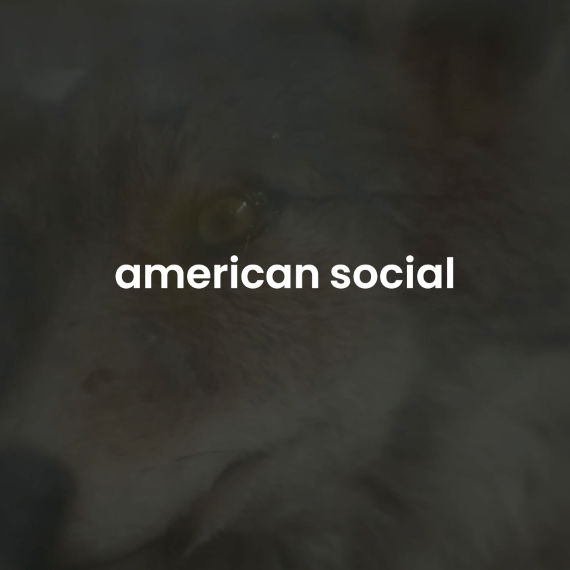 American Social concept development